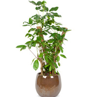 (RM_RHS1090)