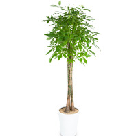 파키라(사기분) 553h (RM_RHS1028)